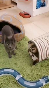 3.1K views · 183 reactions | DORIAN & MAX ❤️ Inno alla vita. | Balzoo Disabilandia - Progetto Disabili | Facebook