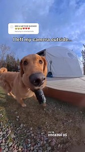 13K views · 2.8K reactions | first meteor shower, zero complaints ‍↔️ video may include some satellites but still an awesome experience! Geminid Meteor Shower Dec 13/14th 10pm-6am Anyone else get to see it? 凉 #goldenretriever #dogcamera #cutedogs #meteorshower #insta360dogmode @insta360 | Willy Willy | Facebook