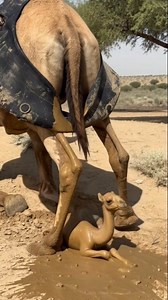 A touching scene as a mother camel safely delivers her tiny newborn baby in the desert. A natural and beautiful moment captured #reelsfypシ #camels #short | Desert Animals lovers