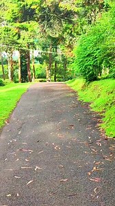 Fairy Falls #waterfall #kodaikanal #nature #naturelovers #shorts | South Tube