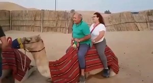 Check out the camel 🐪 with the Mask! 😷 🤣🤣🤣🤣🤣 #gn #lmao #mask | Papillon International Bakery