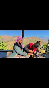 🫶❣️ #himachalpradesh #dadimaa #viral #winterweather #love | Shivani Sharma