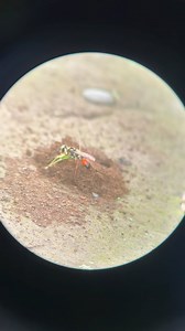 27K views · 5.8K reactions |  Una Avispa escarbadora dorada ( Sphex...