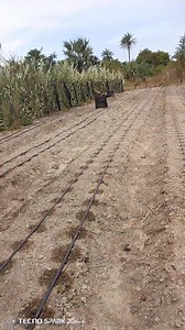 Drip irrigation set up procedure | Farm with Tonny greenhouse and irrigation solutions