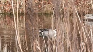 Northern pintail ❤️ https://bio.link/pacificnorthwestkate | Pacificnorthwestkate