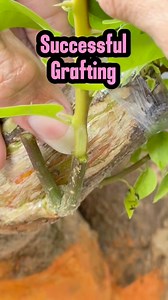 18K views · 521 reactions | Succesful double grafting ! Bougainvillea #grafting | Ardie Naco | Facebook