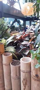 ¿Sabías que🤔🤔? Nuestro local del Quicentro cuenta con una increíble jardinera 🌱🌿 central con vegetación natural en la cual podrás encontrar plantas de cacao, millonarias, corazones, lengua de suegra Camacho, palma viajera , crotos, kaladas, entre otros. Además, toda esta vegetación ha sido sembrada sobre una cama de corteza de pino para ayudarles al drenaje y a mantener la humedad. #republicadelcacao #jointherepublic #chocolate #cacao #productoecuatoriano #cacaofinodearoma #locales #quicentr