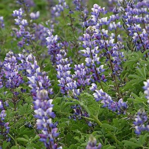 Arroyo Lupine Seeds, Lupinus succulentus | American Meadows