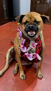 2.2K views · 36 reactions | 蠟 Con cái nhà ai mà xênh thế nhờ 藍 | Machinex.vn | Facebook