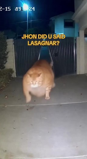 Lasagna Cat: Adorable Kittens and Funny Moments