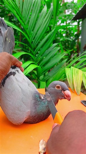 kabutor treatment vitamin145||#birds #shots #pigeon #kabutar #pigeontreatment