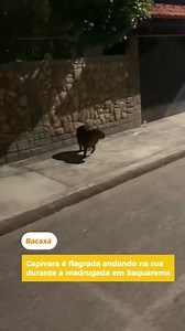 Por volta das 0h20min desta sexta-feira (17), uma capivara foi flagrada andando na Travessa São Benedito, próximo ao CIEP 258, no distrito de Bacaxá, em Saquarema. Populares tentaram fazer com que a animal ficasse em um local seguro para acionamento da Guarda Ambiental de Saquarema, mas ela fugiu. A capivara, o maior roedor do mundo, é um animal emblemático da fauna sul-americana, encontrado em áreas alagadas, margens de rios e pastagens. Adaptada a ambientes úmidos, é conhecida por seu comporta