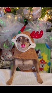 5.8K views · 332 reactions | #chihuahua #dog #furbaby #Christmas | Max the chihuahua | Facebook