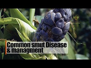 Diagnosing maize diseases (Common smut)