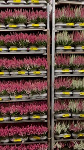 1.7K views · 23 reactions | Van der Plas Flowerexport on Reels | Facebook