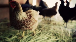 Chickenfoot 2011 - Big Foot