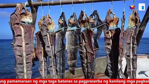PIA NEWSBREAK (TRIVIA): Alam niyo bang buhay parin hanggang ngayon ang makalumang pamamaraan ng mga taga batanes sa pagpreserba ng kanilang mga pagkain? Narito ang trivia ni Ma. Jessica Telan | PIA Cagayan Valley