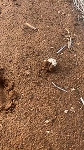 3.1K views | Have you seen how snails lay their eggs? Wet weather over summer followed by recent dry conditions have seen delayed breeding in snail populations, meaning baiting is essential in problem areas  | Crop Smart | Facebook