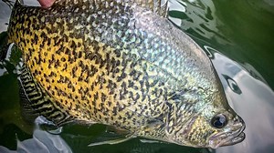 Rambling Angler Outdoors - How to Fish for Black Crappie