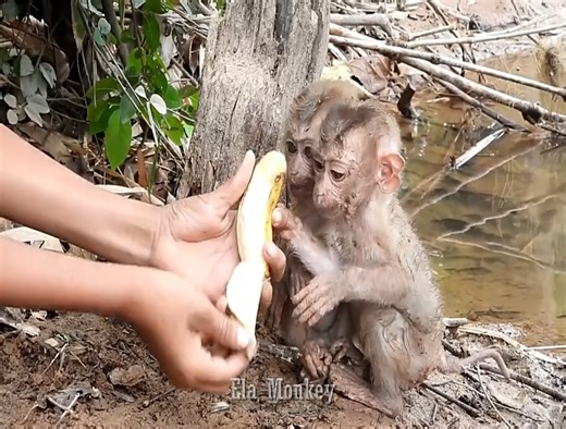 26K views · 1.6K reactions | Baby monkey cheko and santa just got out of the water because checko swam across the water to find food | ELA Monkey | Facebook