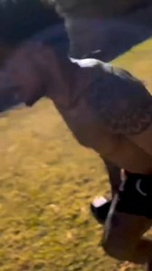 40K views · 890 reactions | Former Orlando Pirates forward Kermit Erasmus looking hungry and determined as ever. ⚪️⚫️☠️ #UpTheBucs #OnceAlways | Orlando Pirates Supporters | Facebook