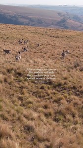 And we’ll always be grateful that we get to share our piece of this paradise with you! 🫶🏽🦒🍃🧡 | Gwahumbe Game & Spa