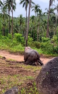 Rainy day at Samui 🌧🐘 #samuielephantsanctuary #samui #rescueelephant #oldelephant #elephantthailand | Samui Elephant Sanctuary