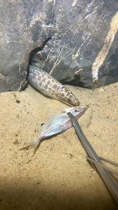 The Depths' Harvest: Mastering Deep-Ocean Leopard Eel | Hicham sham