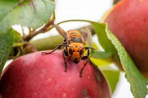 Murder hornet renamed to northern giant hornet