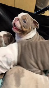 28K views · 1.7K reactions | Throwback to when we took 5 of the cutest English Bulldog puppies to the vet for their six week check up | Love-A-Bull English Bulldogs | Facebook