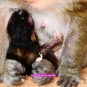 13K views · 705 reactions | Super cute newborn monkey, Really adorable newborn monkey, Fresh Newborn Monkey 5027 | Fresh Newborn Monkey | Facebook