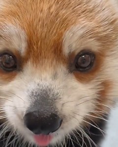 Whyyyyyyy are red pandas so cute!!! ❤️ | Philadelphia Zoo