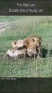 6.9K views · 82 reactions | This Male Lion Brutally Kills a Young Lioness | Ocean Animals | Facebook