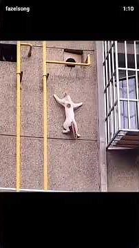 Cats: The Action Movie