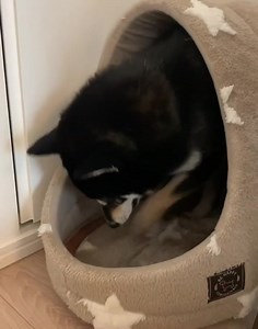 Digging ☺️ | Shiba Inu Overload