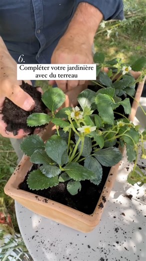 Même sans jardin il est possible de se régaler ! Voici notre petit tuto pour apprendre à planter des fraisiers sur un balcon 🍓 👉bit.ly/Potager-Été | Truffaut