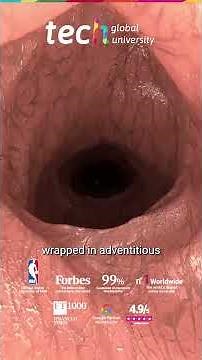 Vulvar Anatomy in Aesthetic and Functional Gynecology ❘ TECH Global University