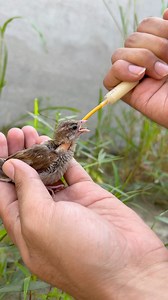 31K views · 457 reactions | Feeding wild sparrow chicks | Birds Lover | Facebook