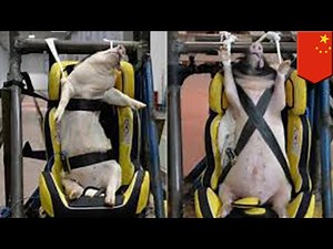 Chinese scientists using live pigs as crash test dummies - TomoNews