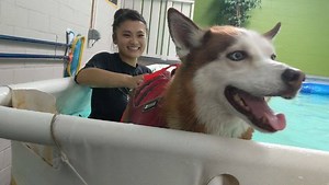 Sequoia gets her hydrotherapy in with Nami today. #2h4prehab #hydrotherapy | Two Hands Four Paws