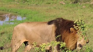 1M views · 9.5K reactions | Male lion guzzling water #reels #reelsfb #reelsviral #viralpage #video #africa #Amazing #life #Wow #wildlife #travel #trending #trend #reelsvideo #nature #viral | African Bush Kingdom | Facebook