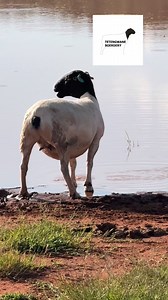 Dorper sheep | Tetengwane Boerdery