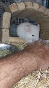 3.7K views · 344 reactions | Happy chappy | Chinchillamagic | Facebook