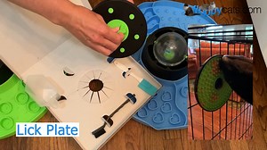 28 reactions · 3 comments | Watch Your Pet Become a Foraging Pro with...