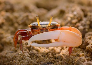 Does size matter? If you're a fiddler crab it does. See more of this stunning cinematography on BBC's Jungle Planet, now on Love Nature! | Love Nature