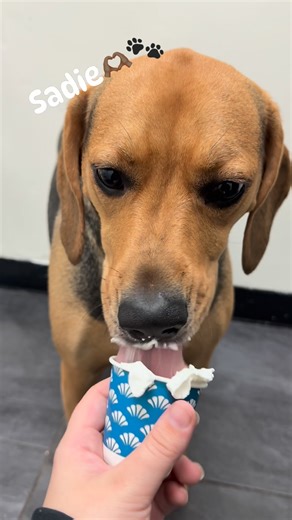 24 reactions | Sadie getting her puppacino 﫶 #innthedh #boynton #boyntonbeachflorida #petstagram #doggy #furbaby #cute # #dogsofinstagram #florida #dogs | INN The DogHouse | Facebook