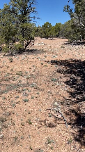 We went out to forage for juniper berries to make into beads. I made a juniper seed necklace thirty years ago and many of the beads have broken over that time. It takes a very long time to drill each bead because they are so very dense and strong, but I’d like to replace a few of these beads so a couple handfuls of juniper berries from the ground is all that I will need 🌳 #juniper #junipertree #juniperbeads #foraging #boondocking #desertcamping #beadmaking #wildernesscrafts | Courage the Coward