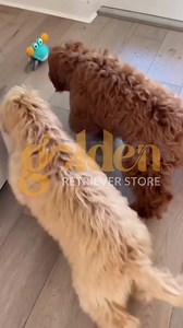 1.3K views · 18 reactions |  Keep Your Doggo Mentally & Physically...