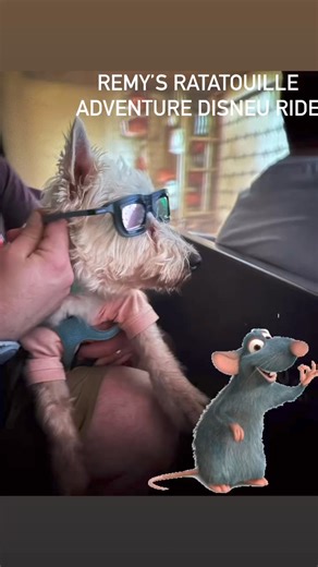 I decided I needed to do some rat hunting so I went on Remy’s Ratatouille’s Adventure at #Disneyworld #epcot. I discovered rats might have a hard life because everyone is trying to catch them. So I decided I may not try to catch the next rat I see, but no promises. #adventuredog #westie | PrestonSpeaks.com