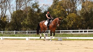 SOLD For Sale on behalf of owner/breeder Heather Currie - Danson Glory Days 6yo 17.2hh warmblood mare Sire Donnerblitz /Donnerhall Dam Alessandro /Sandro Hit Competed prelim with scores in the 70s. Great type and a sweet mare suitable to amateur/ young rider/intermediate level rider. Started laterals and coming along well. Located in Bolinda Victoria. pm or call Kate on 0412304500 for more information Thank you Eloquence Equestrian media for the video | Future Farms Arabians